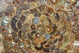Composite Plate Of Agatized Ammonite Fossils #77785-1